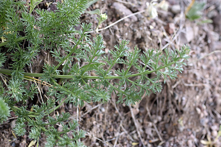 Image of familia Apiaceae specimen.