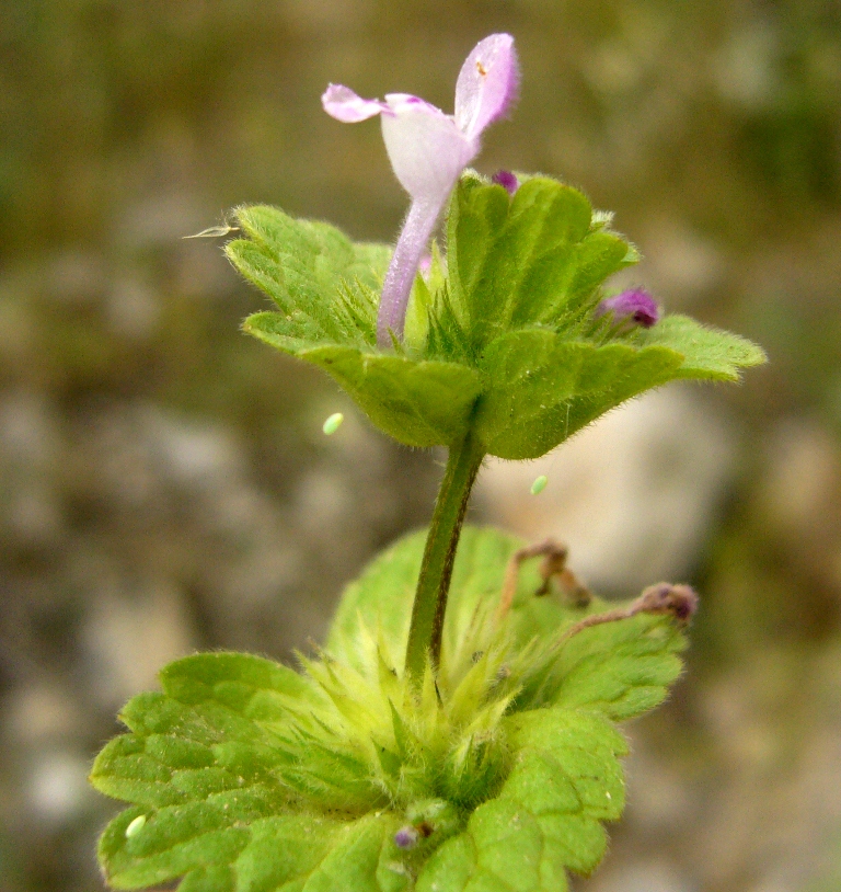 Image of Lamium amplexicaule specimen.