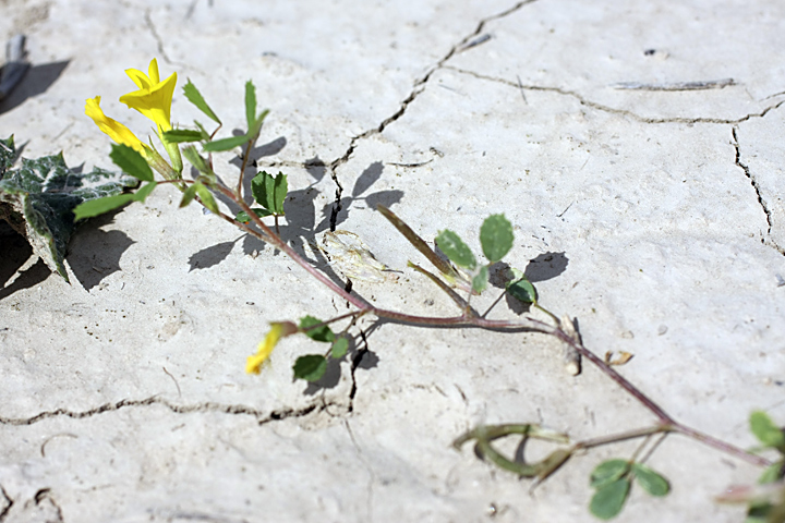 Изображение особи Trigonella grandiflora.