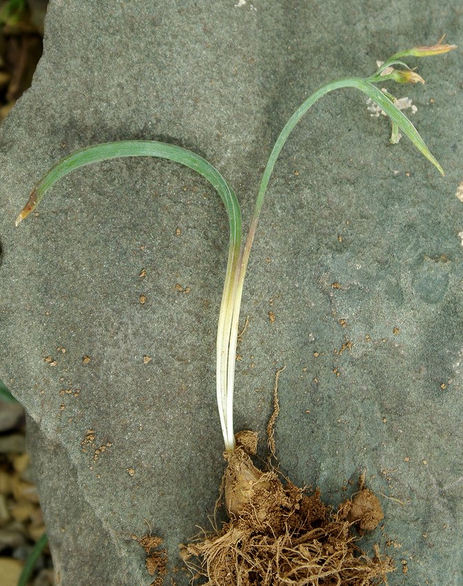 Image of Gagea turkestanica specimen.