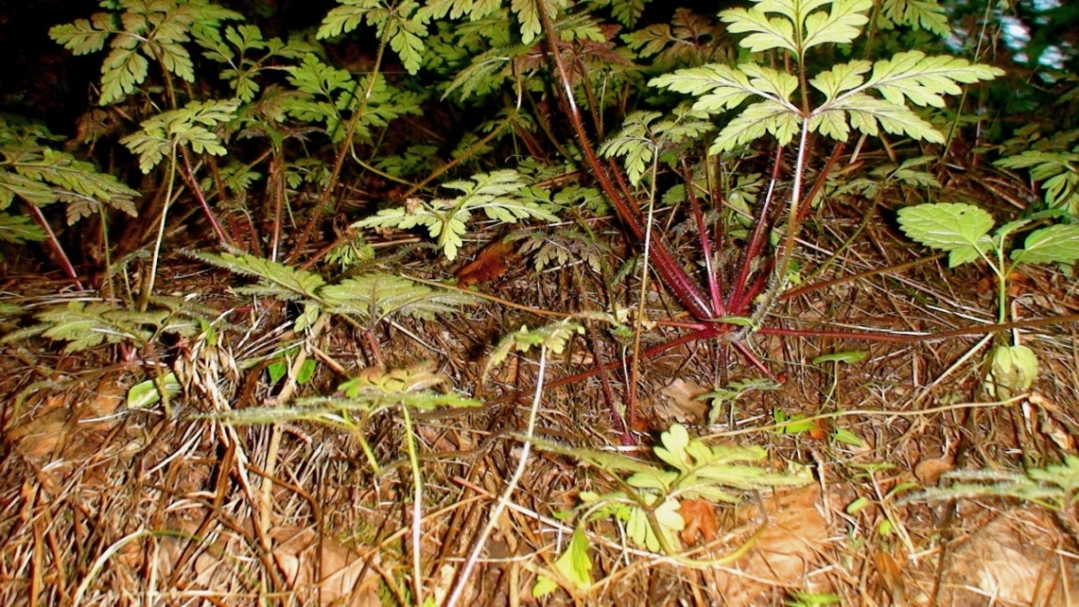 Image of Geranium robertianum specimen.