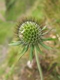 Scabiosa opaca. Соплодие. Украина, Закарпатская обл., Раховский р.н, 1800 м н.у.м., на каменистом склоне (locus classicus). 27 августа 2008 г.