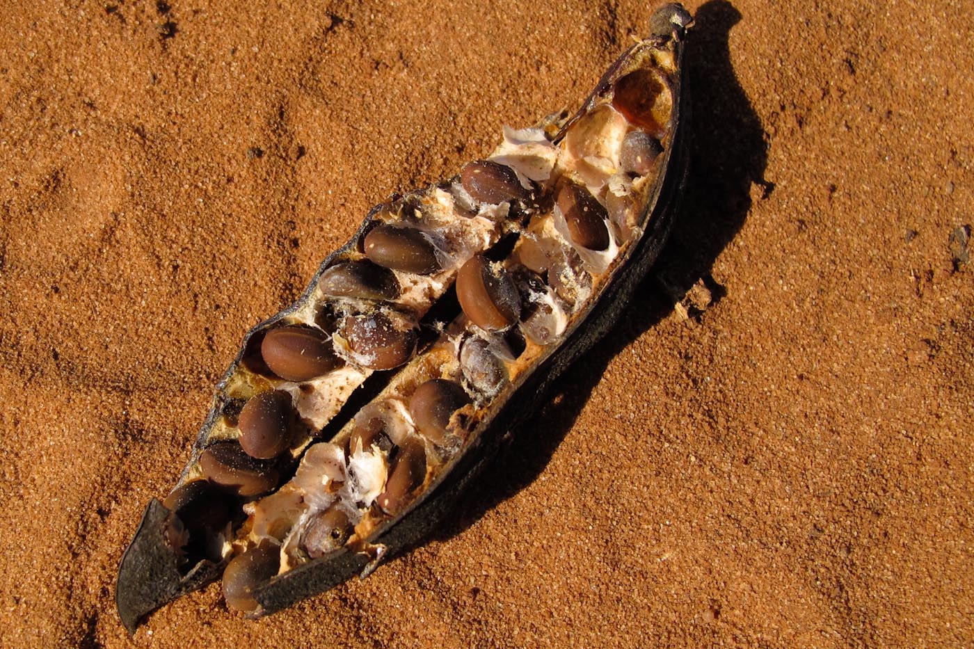 Image of Vachellia farnesiana specimen.