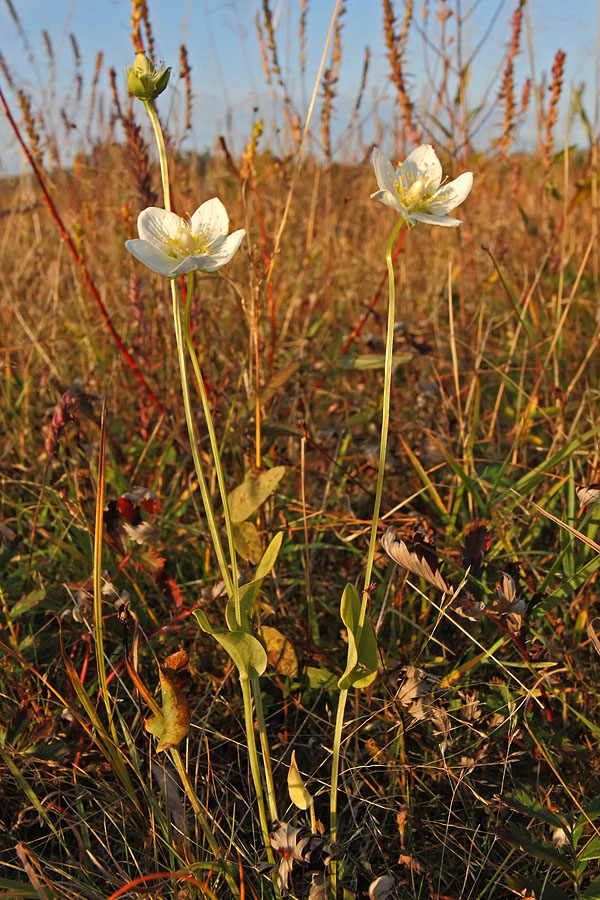 Изображение особи Parnassia palustris.