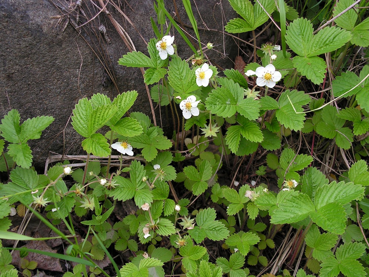 Image of Fragaria orientalis specimen.