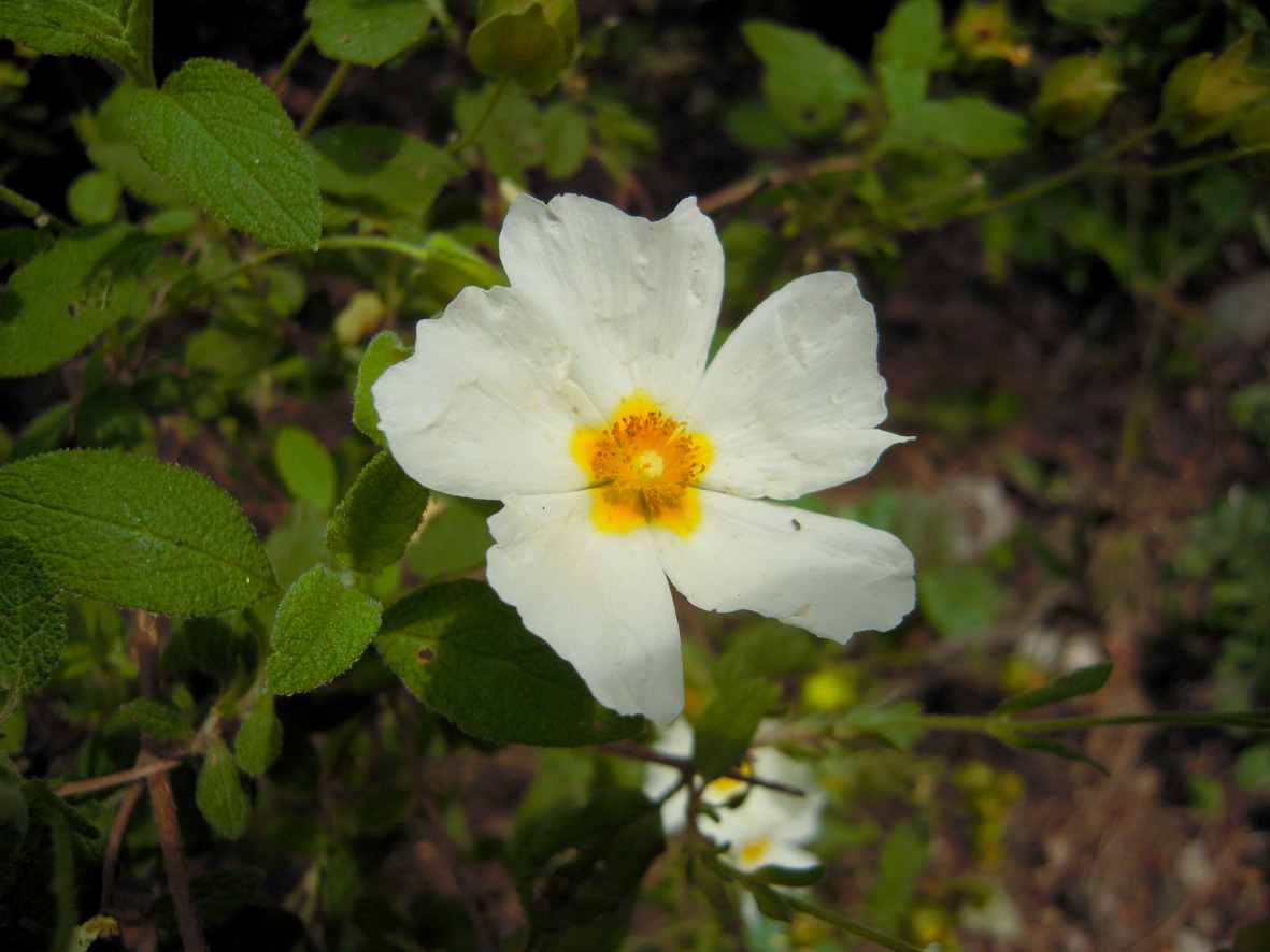 Изображение особи Cistus salviifolius.