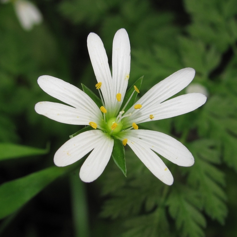 Image of Stellaria holostea specimen.