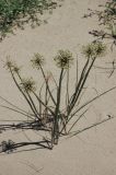 Allium sabulosum. Расцветающие растения. Казахстан, Алматинская обл. возле вдхр. Капчагай. 07.06.2012.