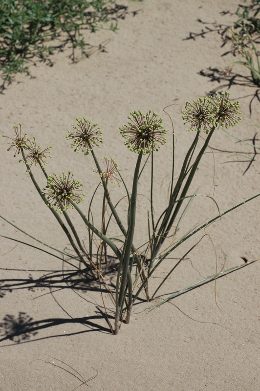 Image of Allium sabulosum specimen.