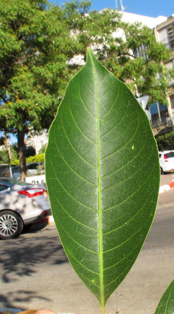 Image of Bombax ceiba specimen.