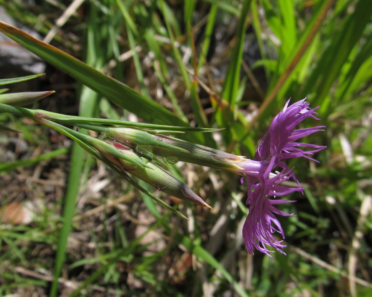 Изображение особи Dianthus hyssopifolius.