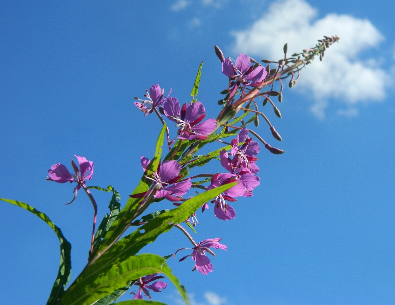 Изображение особи Chamaenerion angustifolium.