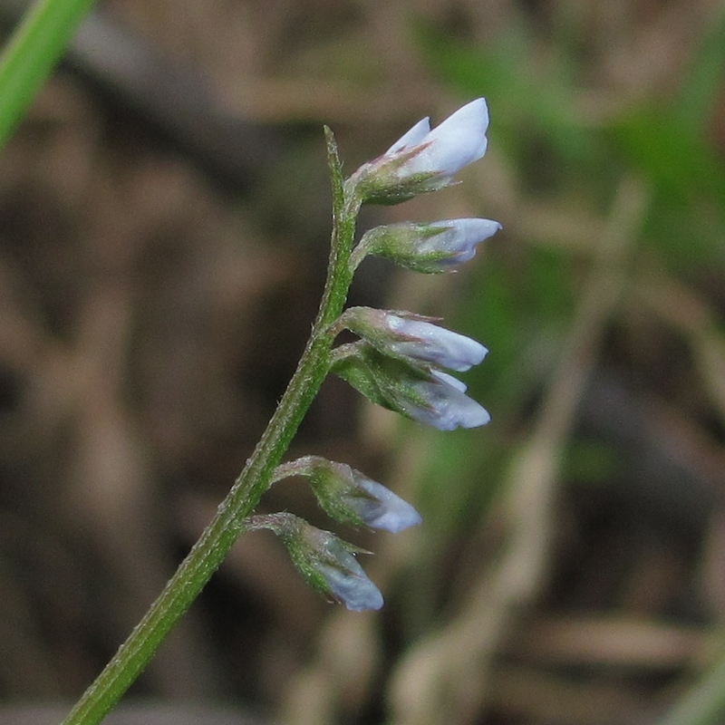 Image of Vicia hirsuta specimen.