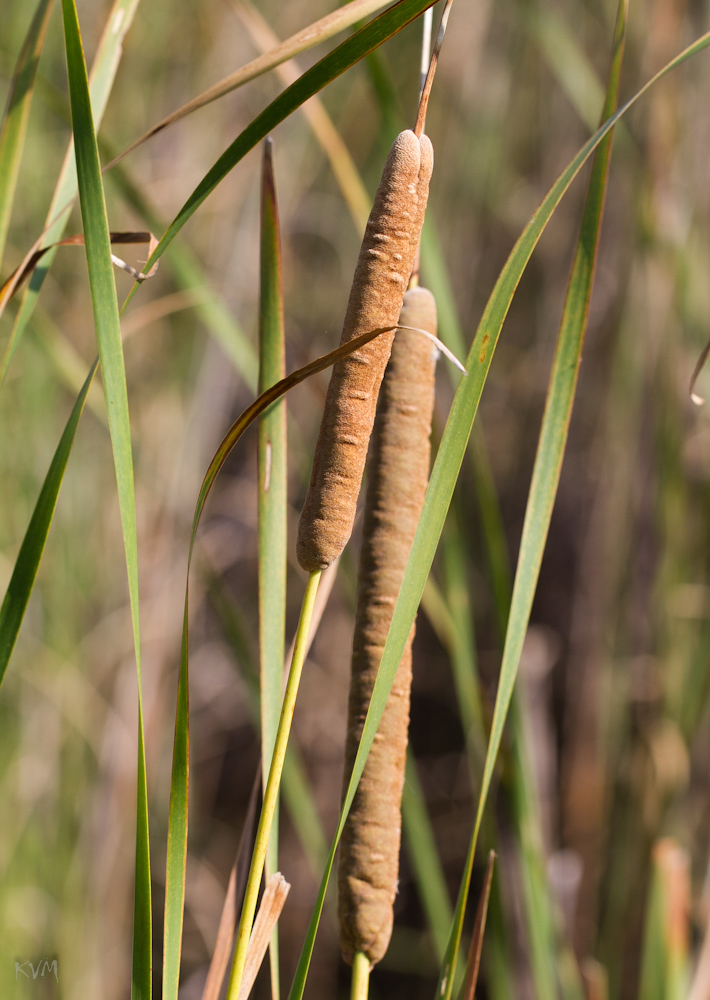 Изображение особи Typha angustifolia.