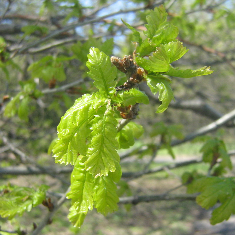 Image of Quercus robur specimen.