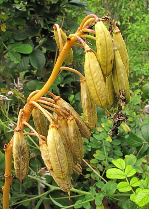 Image of genus Hosta specimen.