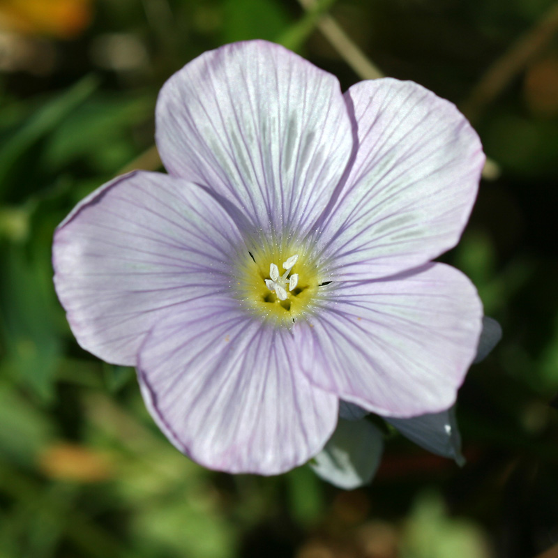 Изображение особи Linum hypericifolium.