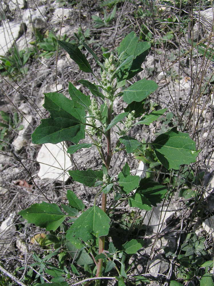 Image of Chenopodium album specimen.