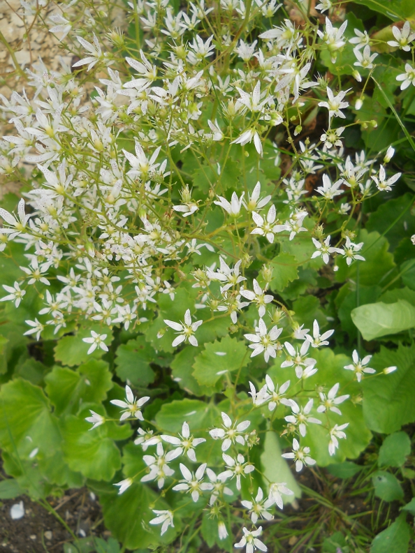 Изображение особи Saxifraga repanda.