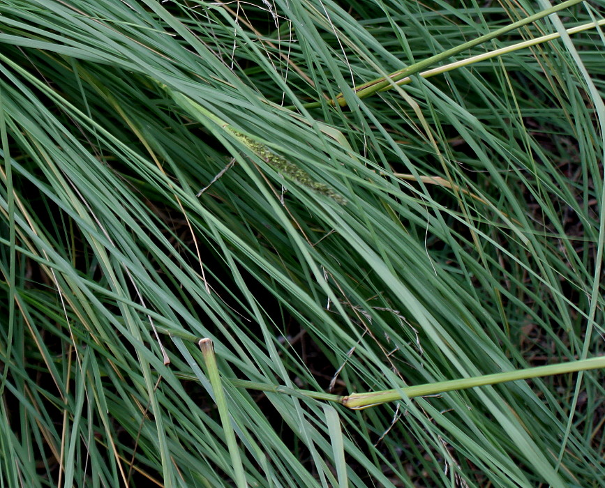 Изображение особи Eragrostis curvula.