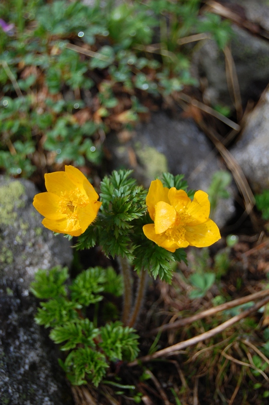 Изображение особи Pulsatilla aurea.