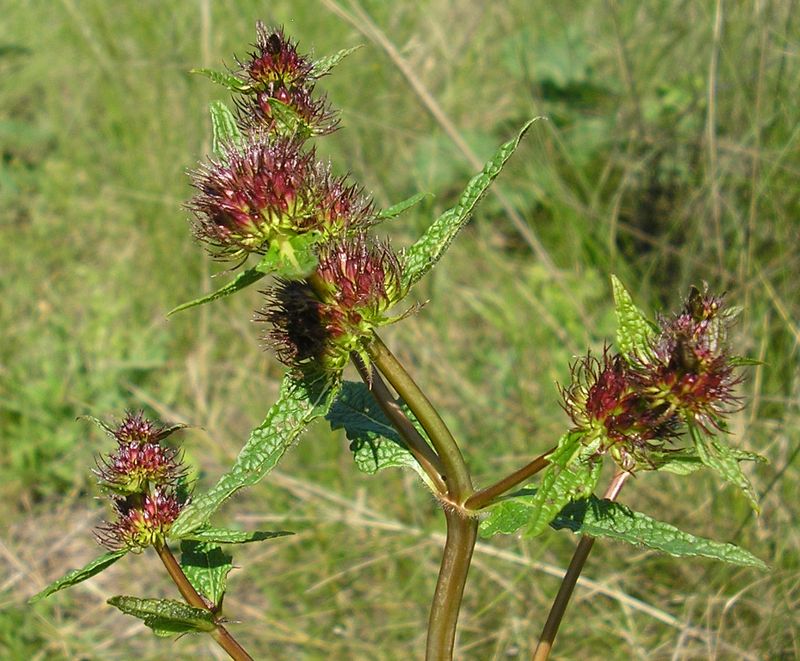 Image of Phlomoides tuberosa specimen.