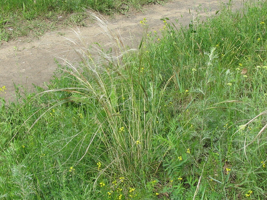 Image of Stipa dasyphylla specimen.