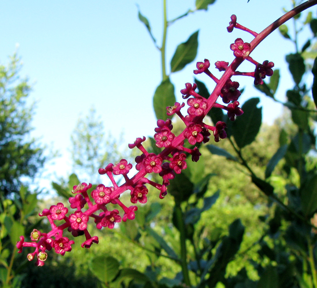 Изображение особи Phytolacca americana.