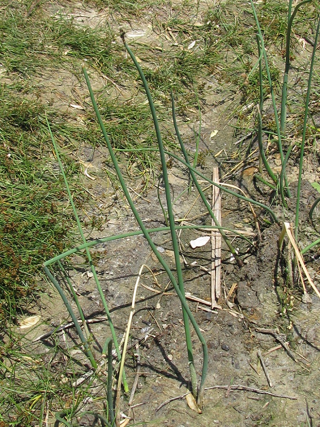 Image of Schoenoplectus tabernaemontani specimen.