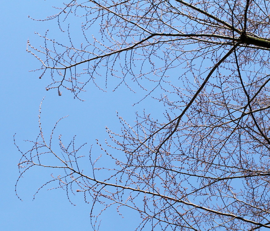 Image of Zelkova serrata specimen.