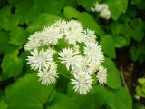 Смотреть изображение Thalictrum filamentosum