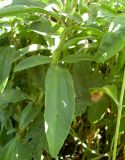 Saponaria form pleniflora