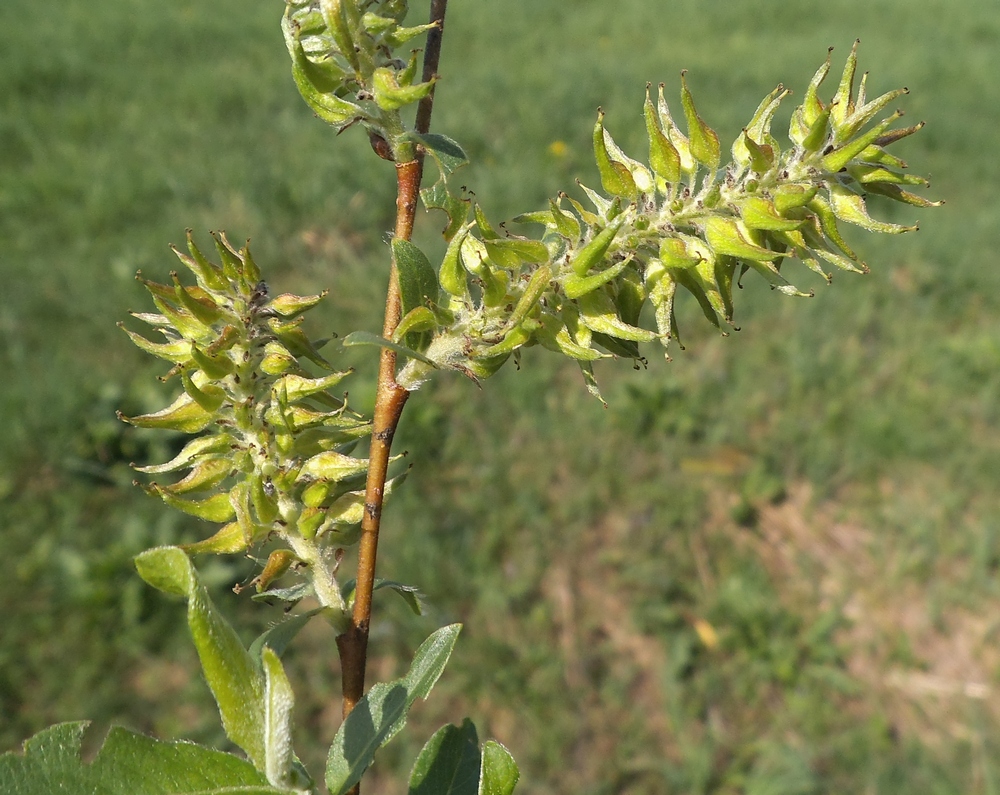 Image of Salix &times; puberula specimen.