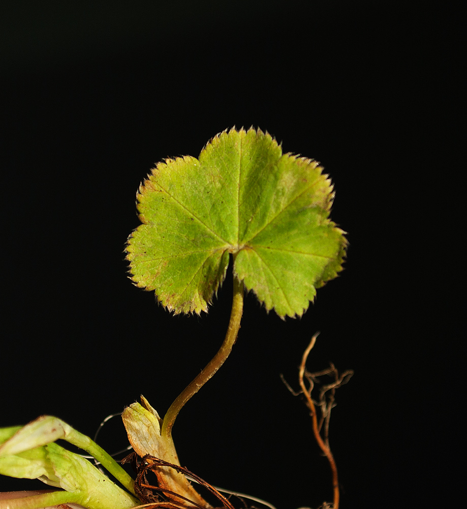 Изображение особи Alchemilla glabricaulis.