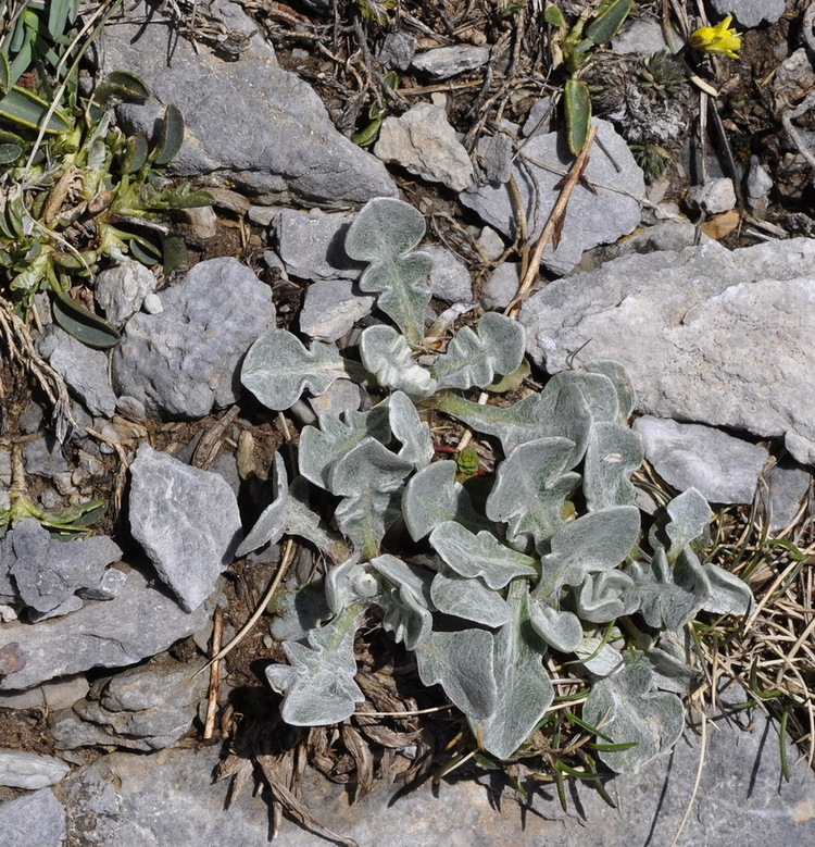 Image of Centaurea pindicola specimen.