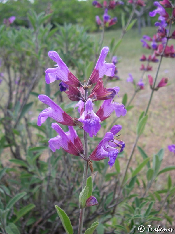 Изображение особи Salvia tomentosa.