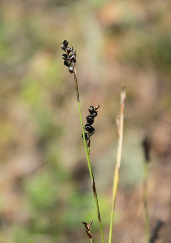 Image of genus Carex specimen.