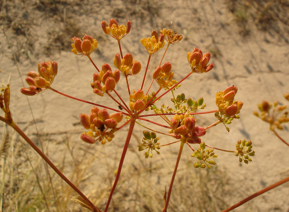 Изображение особи Peucedanum ruthenicum.