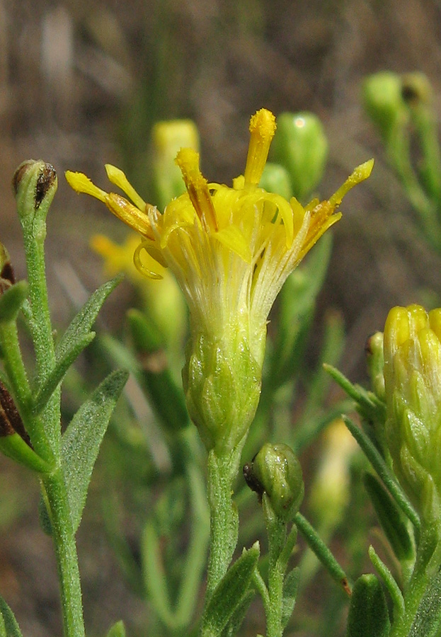 Image of Galatella biflora specimen.