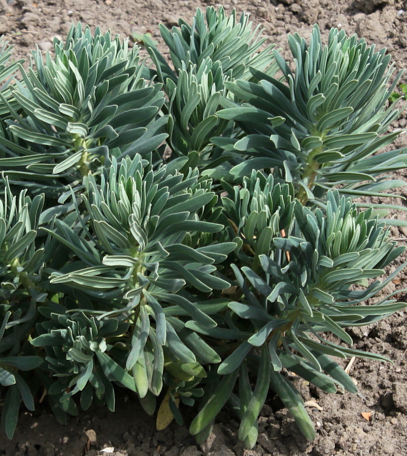 Image of genus Euphorbia specimen.