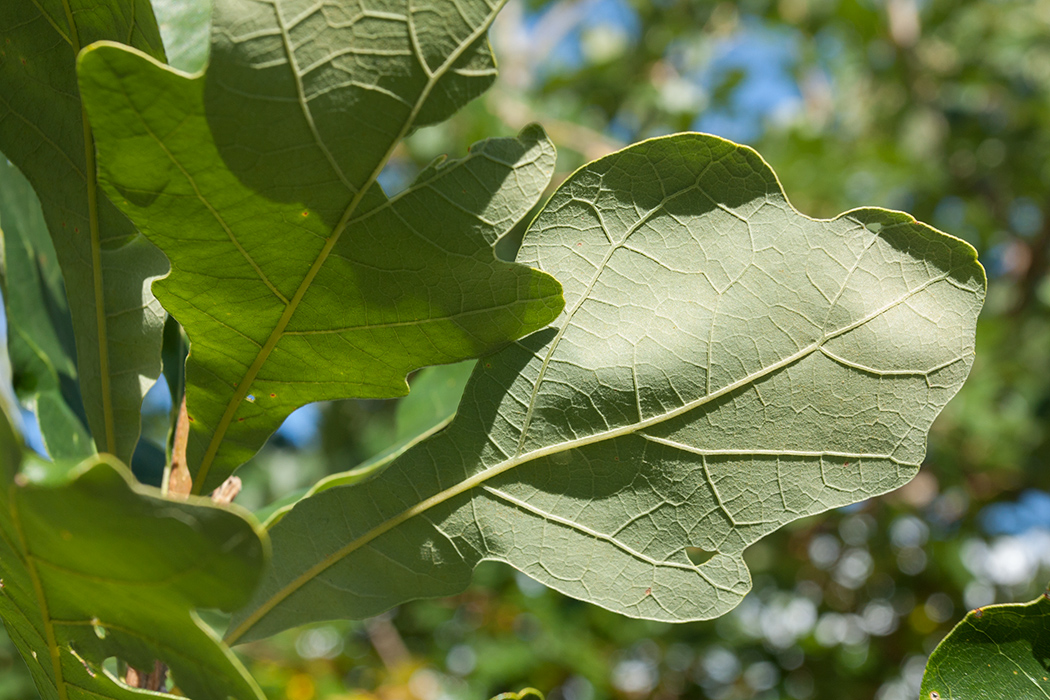 Image of Quercus macrocarpa specimen.