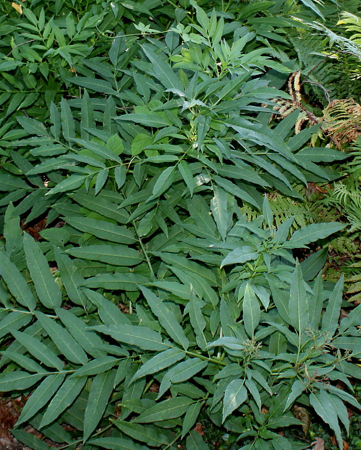 Изображение особи Sambucus ebulus.