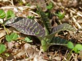 Dactylorhiza fuchsii. Побег. Московская обл., Талдомский р-н, лес севернее ж.-д. станции Запрудня. 05.05.2008.