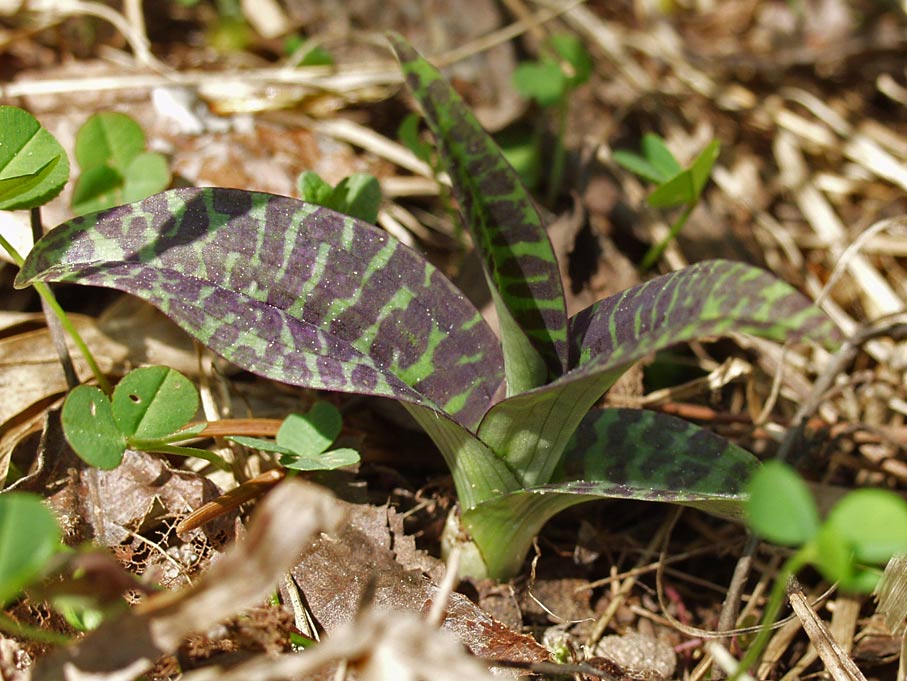 Image of Dactylorhiza fuchsii specimen.