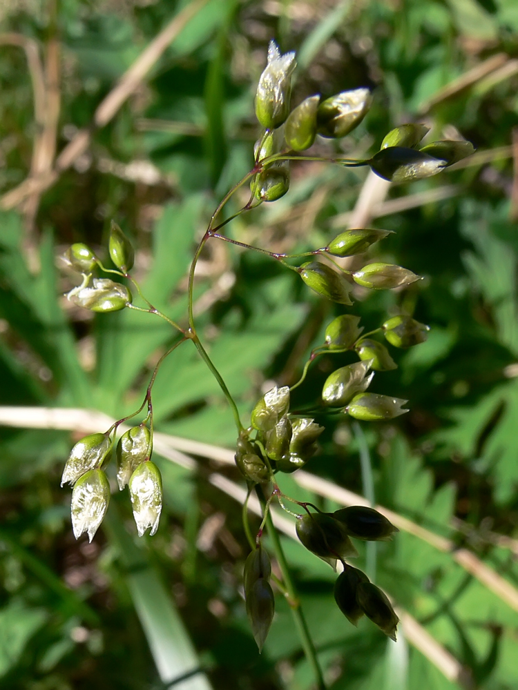 Image of Hierochloe odorata specimen.