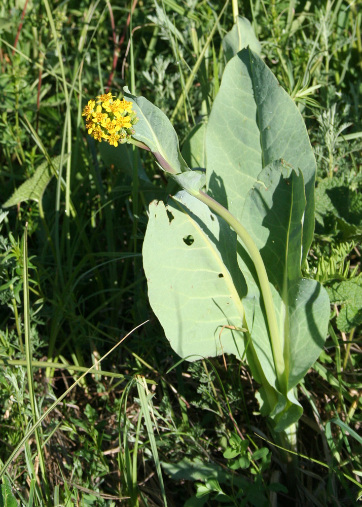 Изображение особи Ligularia altaica.