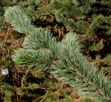 Pinus aristata. Ветка. Германия, г. Дюссельдорф, Ботанический сад университета. 13.03.2014.