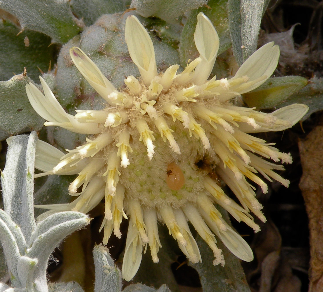 Image of Atractylis carduus specimen.