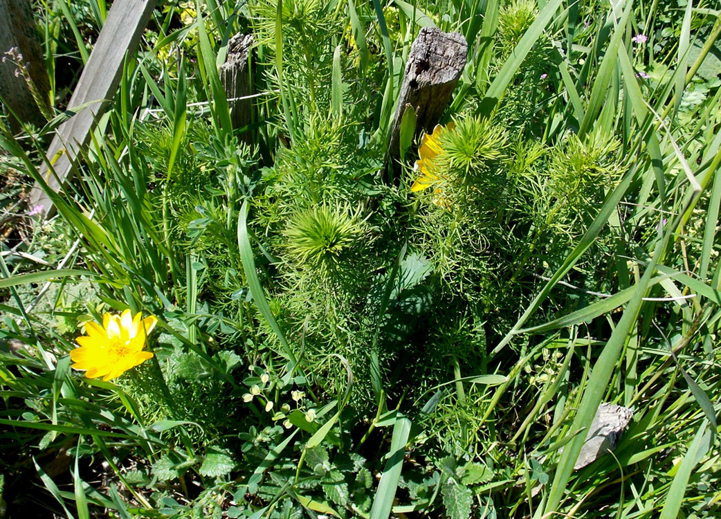 Изображение особи Adonis vernalis.