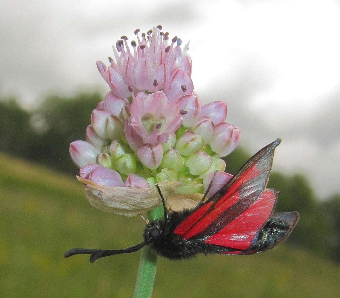 Image of Allium strictum specimen.